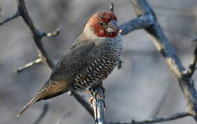 Red-headed Finch