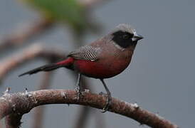 Black-faced Waxbill