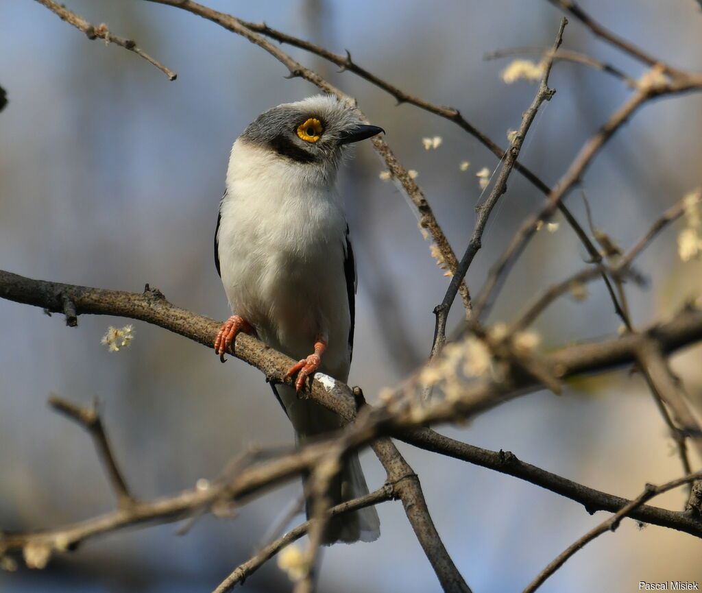 White-crested Helmetshrike