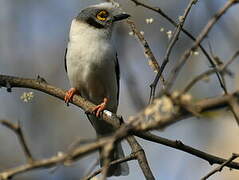 White-crested Helmetshrike