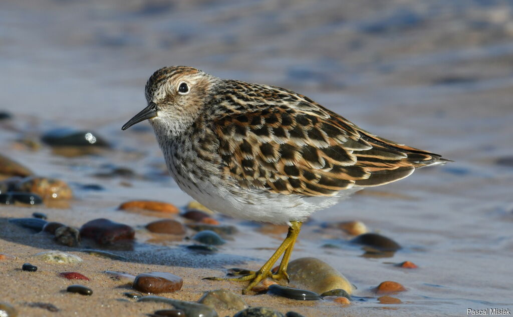 Least Sandpiperadult breeding, identification