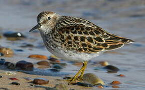 Least Sandpiper