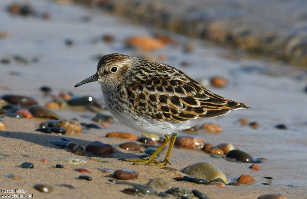 Least Sandpiperadult breeding, identification