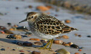 Least Sandpiper