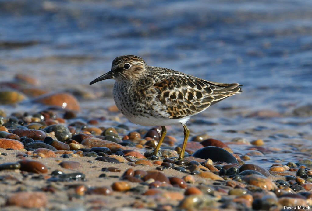 Least Sandpiperadult breeding, close-up portrait