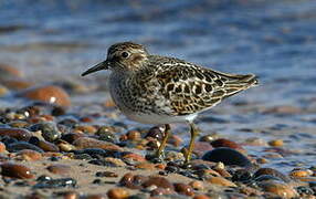 Least Sandpiper