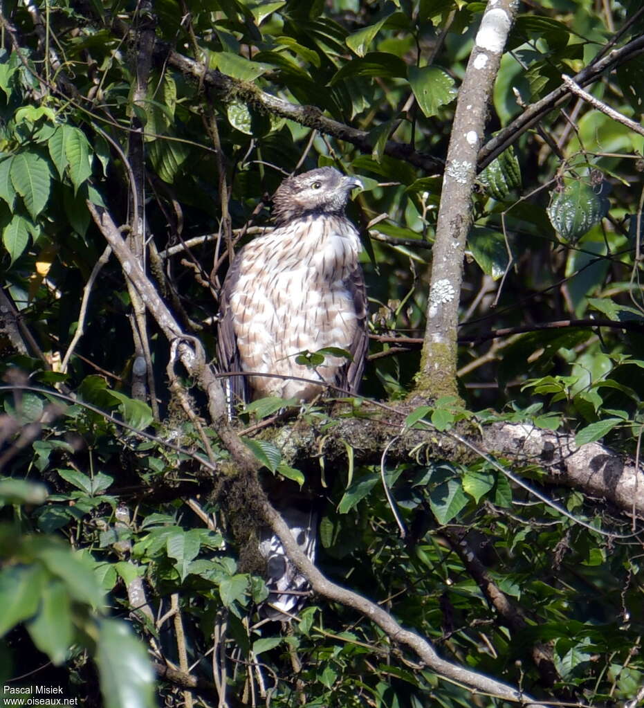 Crested Honey Buzzard male adult, habitat, pigmentation