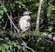 Crested Honey Buzzard