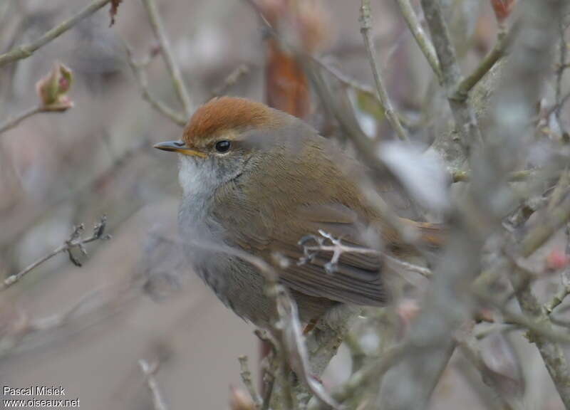 Grey-sided Bush Warbleradult, close-up portrait