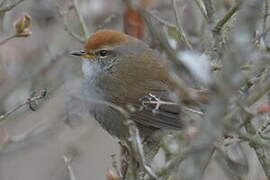 Grey-sided Bush Warbler