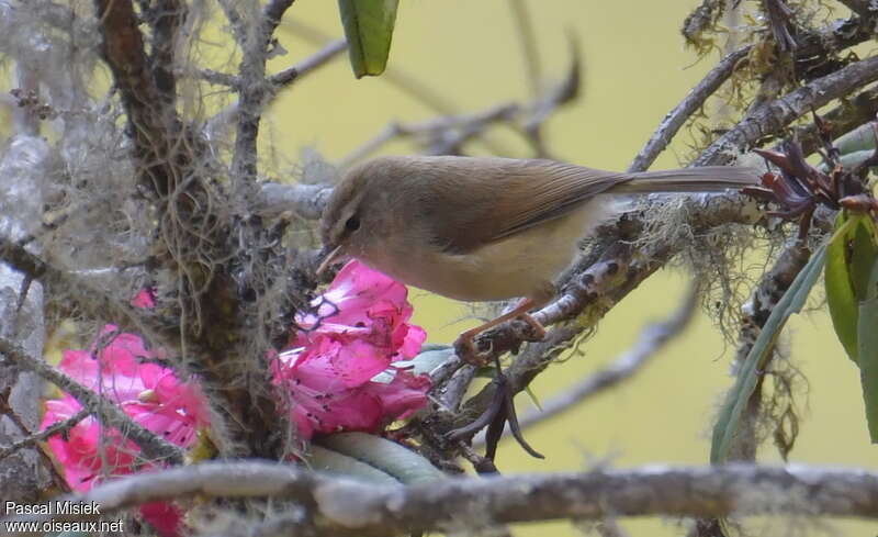 Brown-flanked Bush Warbler, Animal Database