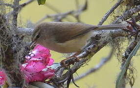 Brown-flanked Bush Warbler