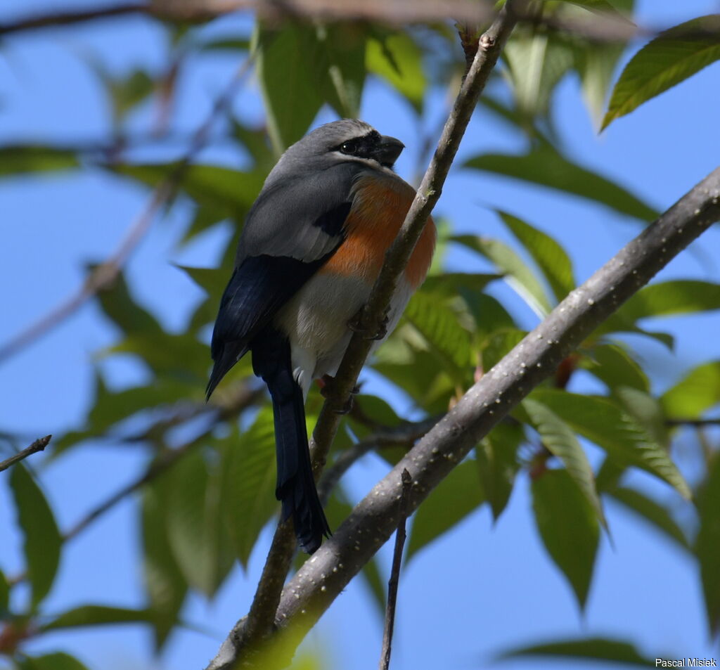 Bouvreuil à tête grise mâle adulte, identification