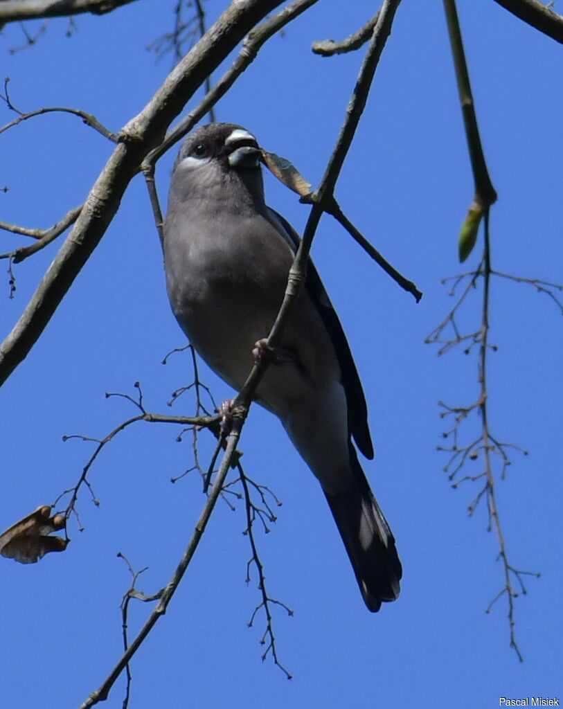 Brown Bullfinch