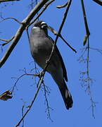 Brown Bullfinch