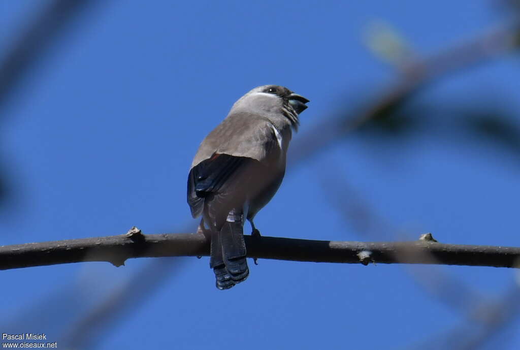 Bouvreuil brun, identification