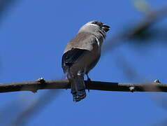 Brown Bullfinch