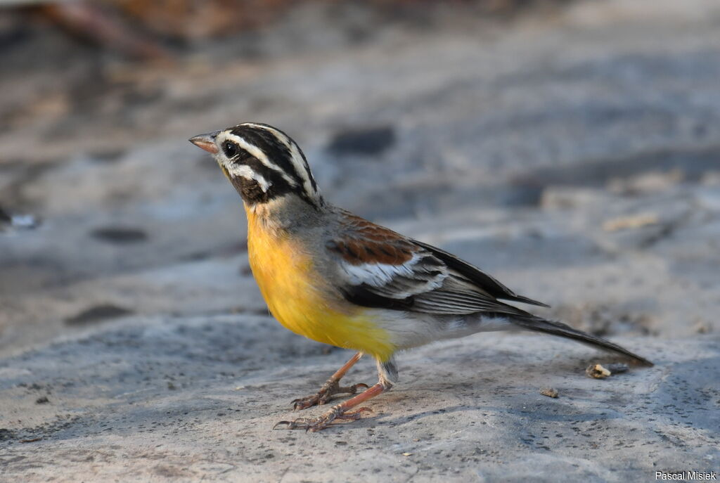 Golden-breasted Bunting