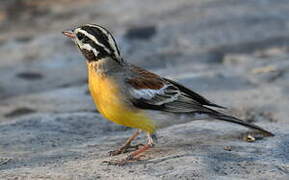 Golden-breasted Bunting