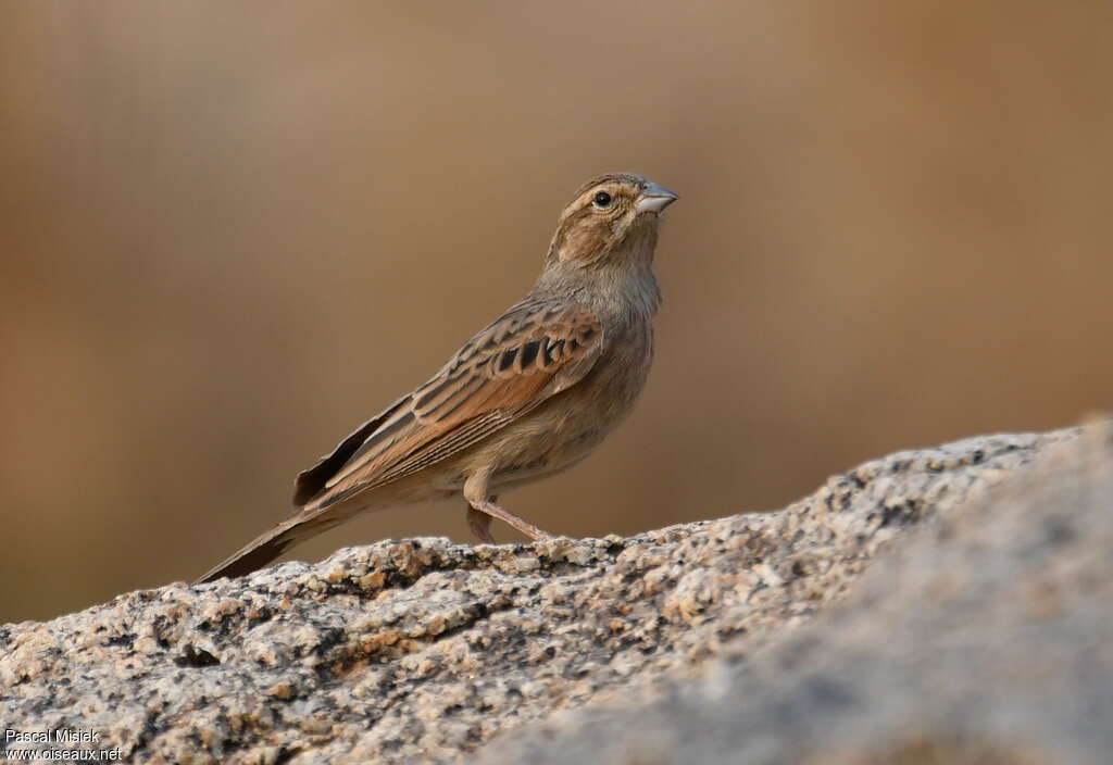 Bruant des rochersadulte, identification