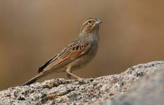 Bruant des rochers