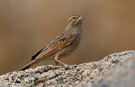 Lark-like Bunting