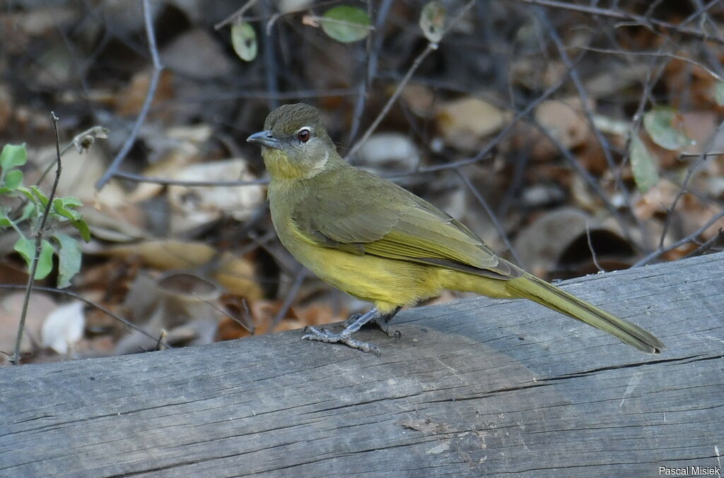 Yellow-bellied Greenbul