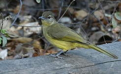 Bulbul à poitrine jaune