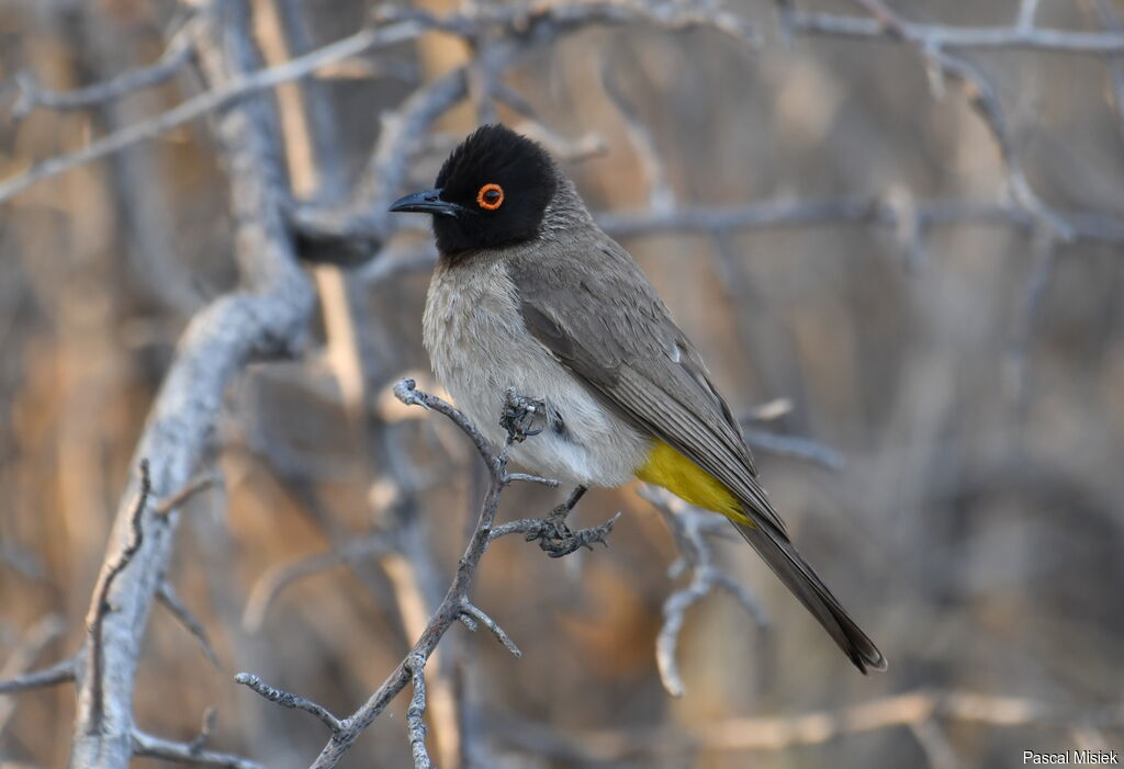 African Red-eyed Bulbul