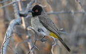 Bulbul brunoir