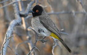 African Red-eyed Bulbul