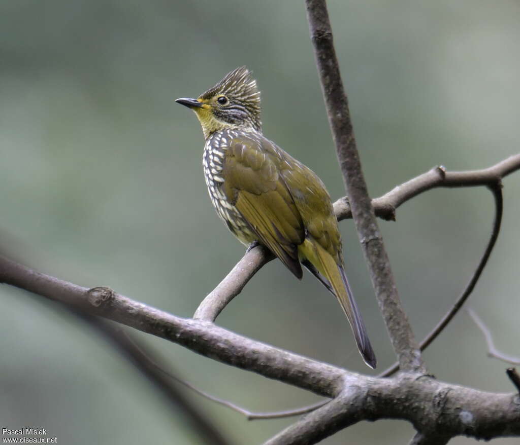 Bulbul striéadulte, identification