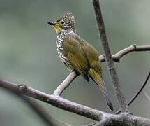 Striated Bulbul