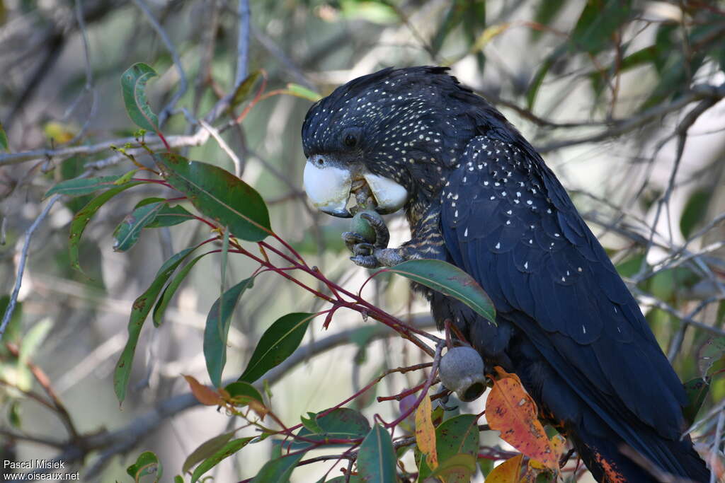 Red-tailed Black Cockatoo female adult, feeding habits