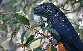 Red-tailed Black Cockatoo