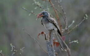 Bradfield's Hornbill