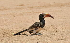 Monteiro's Hornbill