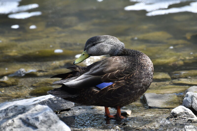American Black Duck male adult breeding, identification, close-up portrait