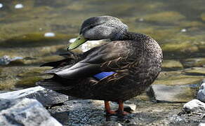 American Black Duck