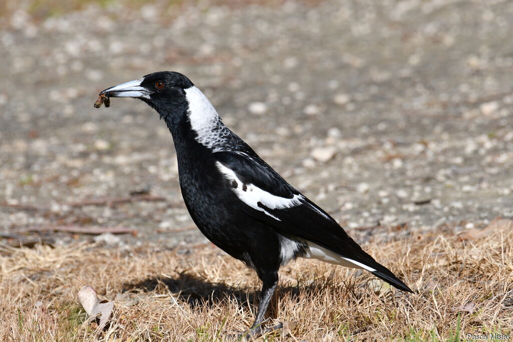 Australian Magpie