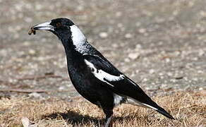 Australian Magpie