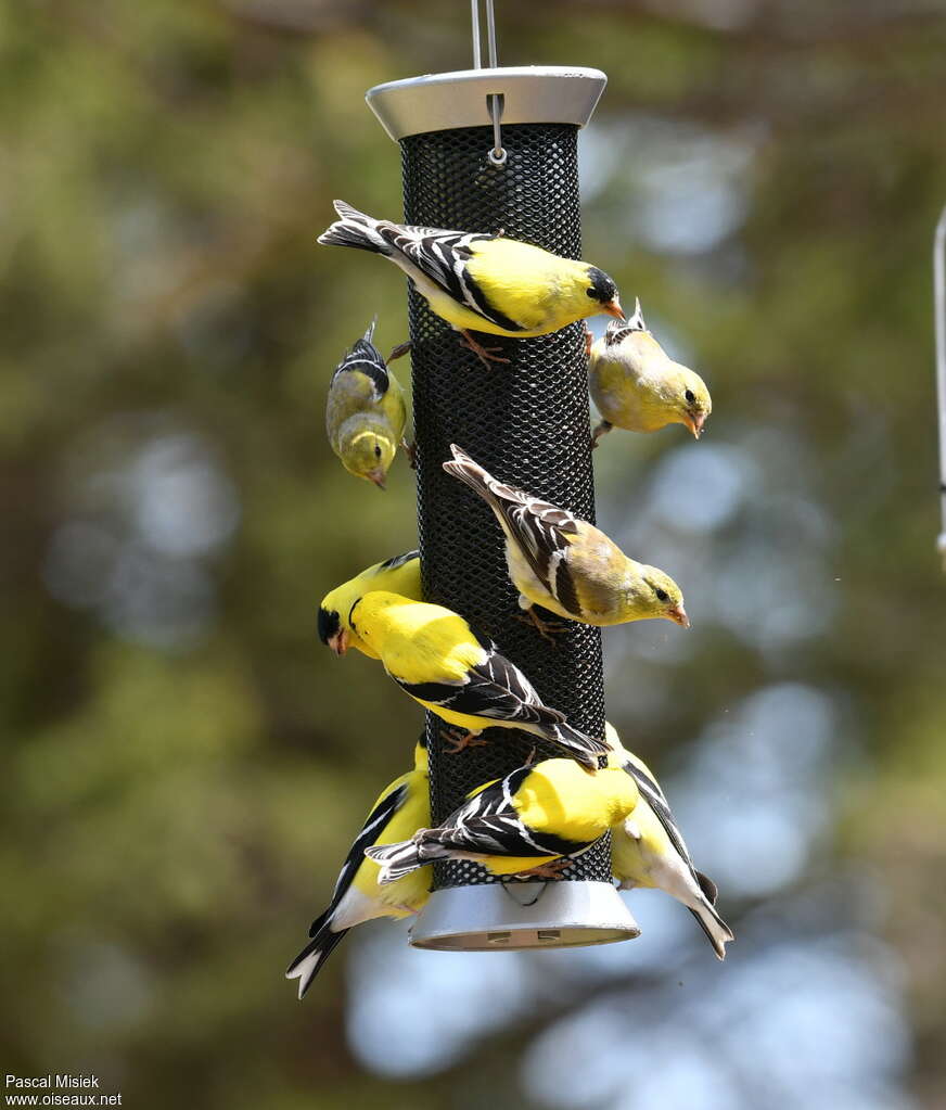 American Goldfinchadult, eats