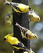 Chardonneret jaune