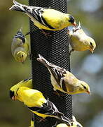 American Goldfinch