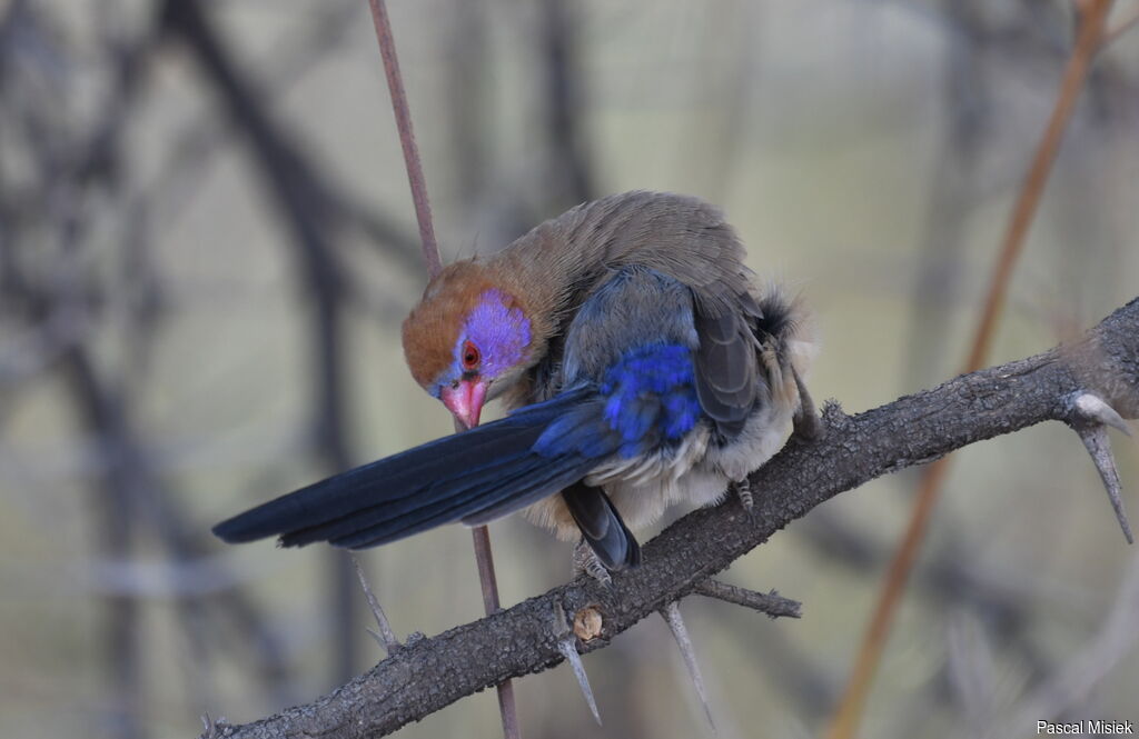 Violet-eared Waxbill