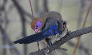 Violet-eared Waxbill