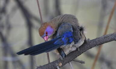 Cordonbleu grenadin