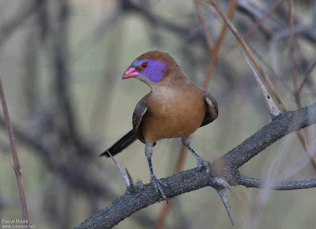 Violet-eared Waxbill male subadult, Behaviour