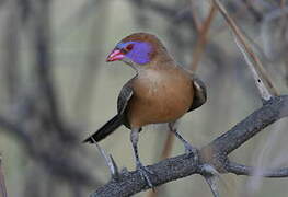 Violet-eared Waxbill