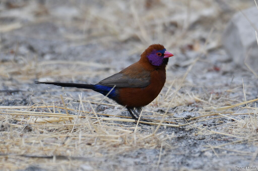 Violet-eared Waxbill